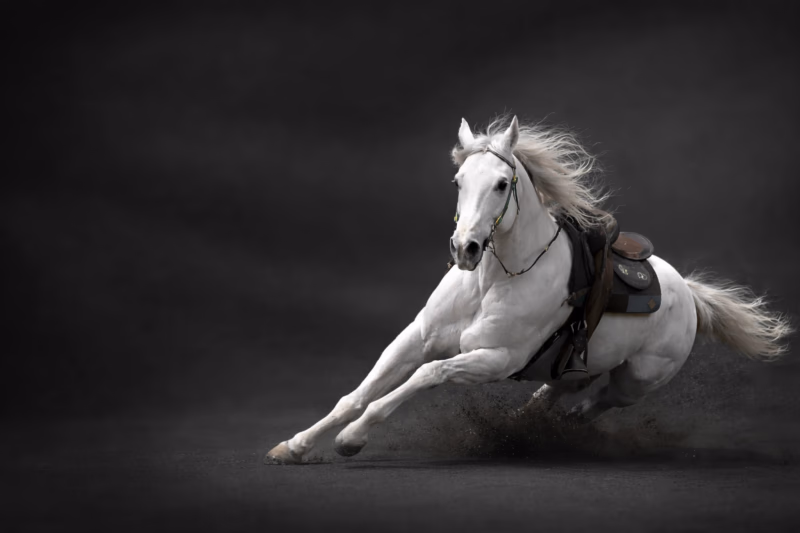 white horse running in a field